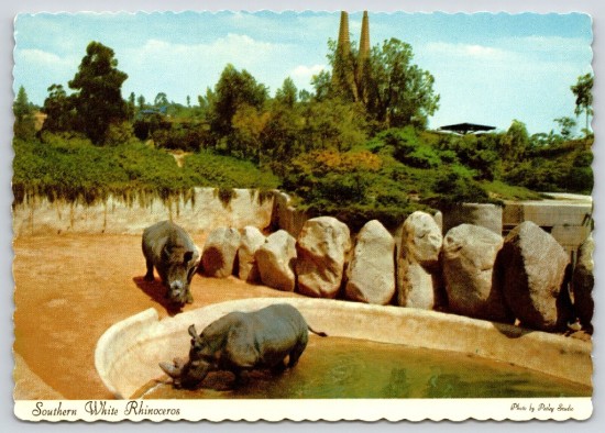 Southern White rhinos at the Los Angeles Zoo