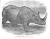 Wood 185 Indian Rhino
