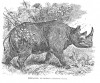 Wood 1859 Rhinaster