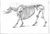 Skeleton 1821