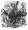 Brehm 1877 Two-horned rhino