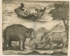 Jansen 1695 Rhino-Elephant fight