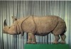 Rhino in Italy