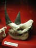 Black rhino skull