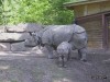 Indian Rhino & calf