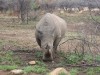 White Rhino Pilanesburg