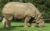 Indian Rhino Whipsnade
