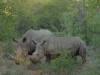 White Rhinos Kruger
