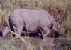 Indian Rhino Kaziranga