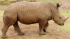 White Rhinoceros Australia
