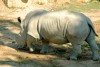 White Rhino d'Amneville