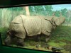 Indian Rhino Diorama