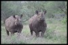 Black Rhinos Kruger