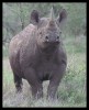Black Rhino Kruger