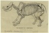 Skeleton 1853