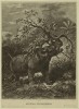 Wood 1885 African rhino