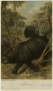 Wood 1885 Indian Rhino