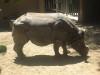 Indian Rhino, Los Angeles