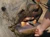 San Diego Rhino Feeding