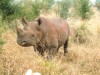 Black Rhino Mkhaya, Swaziland