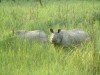 Indian Rhino, Chitwan