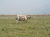 Indian Rhinoceros; Assam