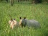 Indian Rhino Chitwan