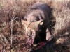 Poached Rhino; Zimbabwe