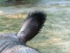Detail of sumatran rhino ear