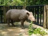 Bina: Sumatran Rhino