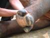 Sumatran Rhino Hoof