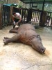 Sumatran Rhino Inspection