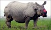 Injured Indian Rhino