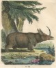 prehistoric single-horned wooly rhino