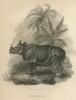 early depiction of Javan rhino