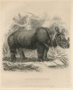 Exeter Change rhino