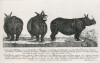 Deisch 1754 Dutch Rhino in Gdansk