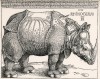 Durer's rhino 1515