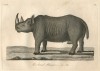 Robt. Jacob Gordon's rhino