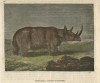 Prehistoric two horned wooly rhino