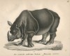 Tourniaire rhinoceros