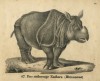 Tourniaire rhinoceros