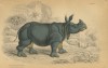 William Jardin Indian rhino