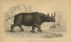 William Jardin African rhino