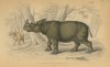 William Jardin Sumatran rhino