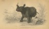 William Jardin African white rhino