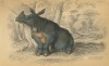 Wm. Jardin's Indian rhino