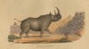 Wm.Cornwallis Harris' black rhino