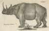 Keitloa rhino