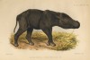 young Sumatran rhino in Zoo.Soc. Proceedings